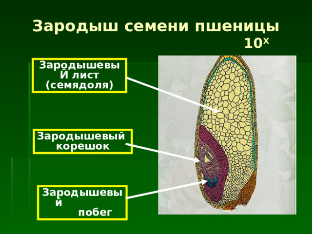 Зародыш семени пшеницы  10 Х Зародышевы Й лист  (семядол я) Зародышевый  корешок Зародышевый  побег 