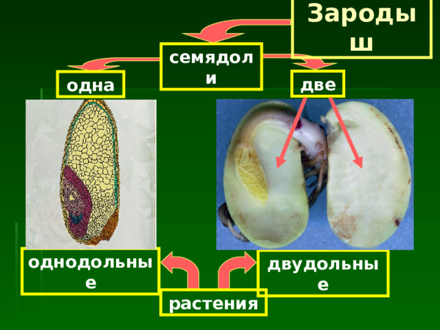 Зародыш семядоли две одна однодольные двудольные растения 