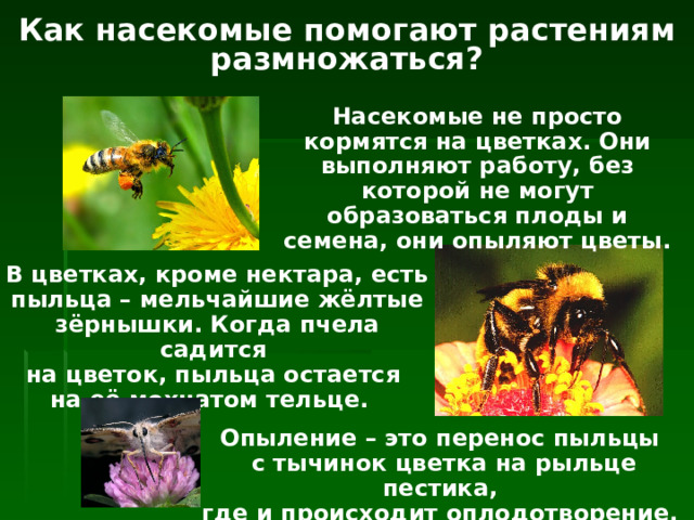 Как насекомые помогают растениям размножаться? Насекомые не просто кормятся на цветках. Они выполняют работу, без которой не могут образоваться плоды и семена, они опыляют цветы. В цветках, кроме нектара, есть пыльца – мельчайшие жёлтые зёрнышки. Когда пчела садится  на цветок, пыльца остается  на её мохнатом тельце. Опыление – это перенос пыльцы  с тычинок цветка на рыльце пестика,  где и происходит оплодотворение. 