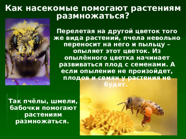 Как насекомые помогают растениям размножаться? Перелетая на другой цветок того же вида растений, пчела невольно переносит на него и пыльцу – опыляет этот цветок. Из опылённого цветка начинает развиваться плод с семенами. А если опыление не произойдет, плодов и семян у растения не будет. Так пчёлы, шмели, бабочки помогают растениям размножаться. 