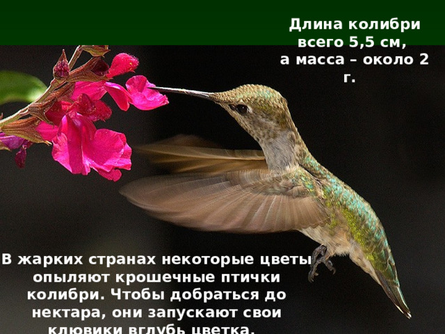 Длина колибри всего 5,5 см,  а масса – около 2 г. В жарких странах некоторые цветы опыляют крошечные птички колибри. Чтобы добраться до нектара, они запускают свои клювики вглубь цветка. 