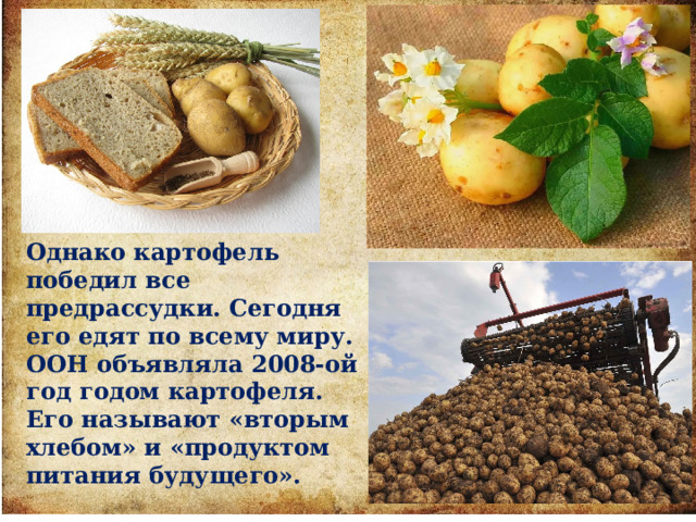 Однако картофель победил все предрассудки. Сегодня его едят по всему миру. ООН объявляла 2008-ой год годом картофеля. Его называют «вторым хлебом» и «продуктом питания будущего». 