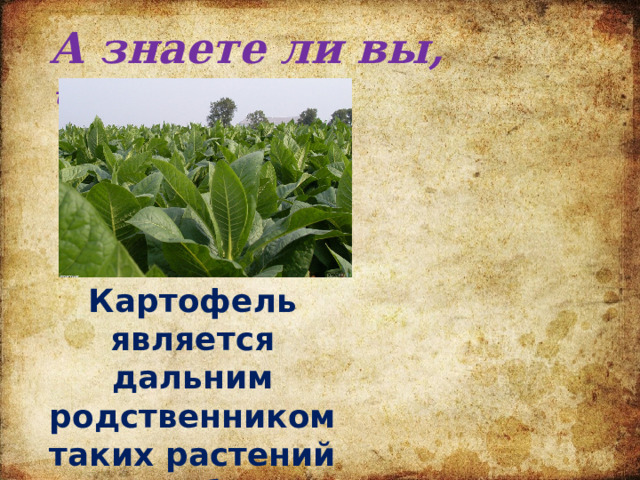 А знаете ли вы, что…. Картофель является дальним родственником таких растений как табак и помидор 