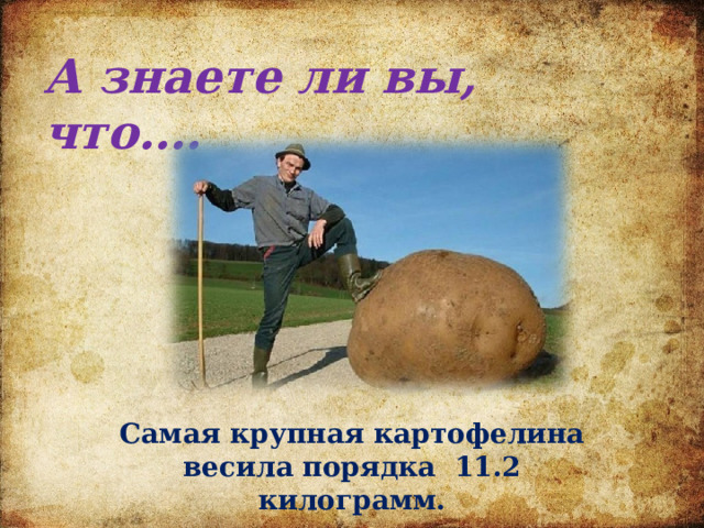 А знаете ли вы, что…. Самая крупная картофелина весила порядка 11.2 килограмм. 