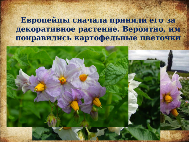Европейцы сначала приняли его за декоративное растение. Вероятно, им понравились картофельные цветочки 