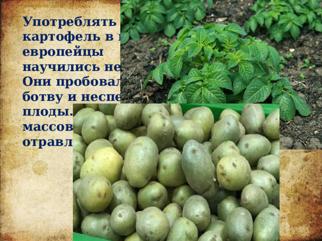 Употреблять картофель в пищу европейцы научились не сразу. Они пробовали есть ботву и неспелые плоды. Случались массовые отравления 