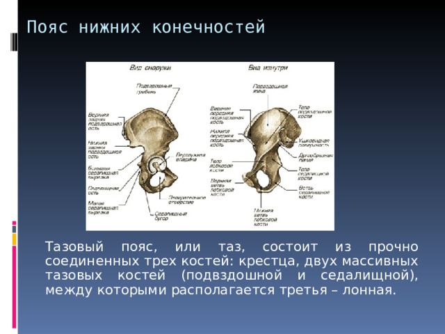 Пояс нижних конечностей  Тазовый пояс, или таз, состоит из прочно соединенных трех костей: крестца, двух массивных тазовых костей (подвздошной и седалищной), между которыми располагается третья – лонная. 