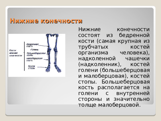 Нижние конечности  Нижние конечности состоят из бедренной кости (самая крупная из трубчатых костей организма человека), надколенной чашечки (надколенник), костей голени (большеберцовая и малоберцовая), костей стопы. Большеберцовая кость располагается на голени с внутренней стороны и значительно толще малоберцовой. 