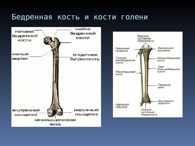 Бедренная кость и кости голени 