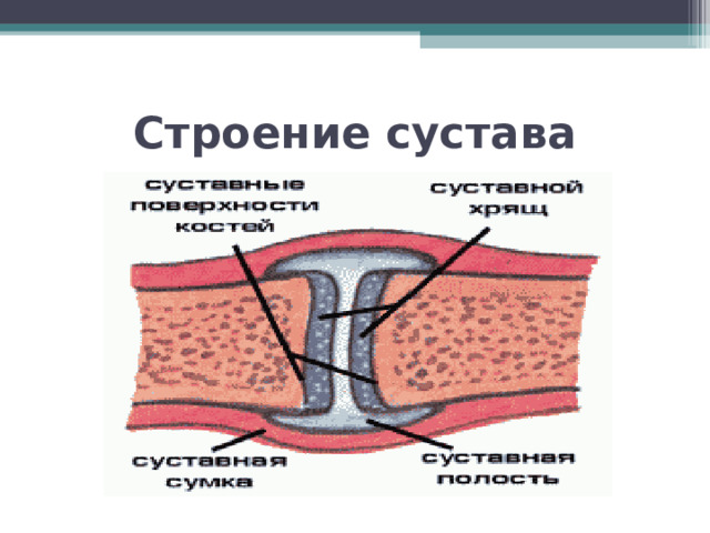 Строение сустава 