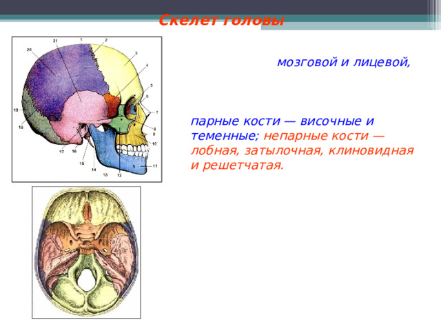 Скелет головы Скелет головы — череп состоит из двух частей: мозговой и лицевой, его образуют 23 кости. В состав мозгового отдела входят парные кости — височные и теменные; непарные кости — лобная, затылочная, клиновидная и решетчатая. Затылочная кость имеет большое затылочное отверстие. Сквозь него проходит спинной мозг. Через множество мелких отверстий в костях проходят нервы и кровеносные сосуды. В лицевой части парные верхнечелюстные, носовые, нижние носовые раковины, скуловые, слезные, небные. Из непарных самая крупная нижнечелюстная. 