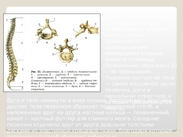 Скелет туловища. Скелет туловища включает позвоночник и грудную клетку. Череп соединяется с позвоночником, являющимся основой скелета туловища. Позвоночник образован 33—34 позвонками. Позвонки состоят из тела — самой массивной части позвонка, дуги и нескольких отростков, к которым прикрепляются мышцы. Дуга и тело замкнуты в виде кольца. Располагаясь друг над другом, тела позвонков образуют позвоночный столб, а наложенные друг на друга костные кольца — позвоночный канал — костный футляр для спинного мозга. Соседние позвонки отделены друг от друга довольно толстыми дисками из эластичной хрящевой ткани, благодаря которым позвоночный столб обладает гибкостью. 