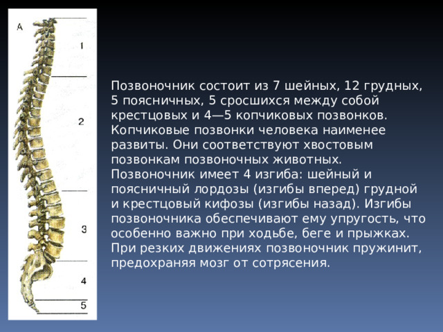Позвоночник состоит из 7 шейных, 12 грудных, 5 поясничных, 5 сросшихся между собой крестцовых и 4—5 копчиковых позвонков. Копчиковые позвонки человека наименее развиты. Они соответствуют хвостовым позвонкам позвоночных животных. Позвоночник имеет 4 изгиба: шейный и поясничный лордозы (изгибы вперед) грудной и крестцовый кифозы (изгибы назад). Изгибы позвоночника обеспечивают ему упругость, что особенно важно при ходьбе, беге и прыжках. При резких движениях позвоночник пружинит, предохраняя мозг от сотрясения. 