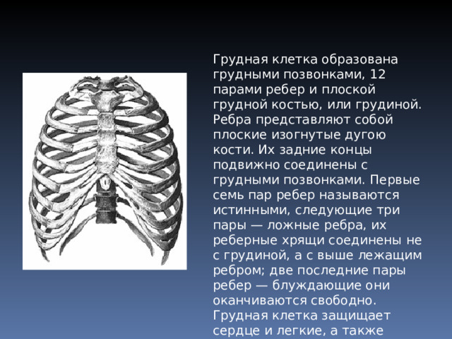 Грудная клетка образована грудными позвонками, 12 парами ребер и плоской грудной костью, или грудиной. Ребра представляют собой плоские изогнутые дугою кости. Их задние концы подвижно соединены с грудными позвонками. Первые семь пар ребер называются истинными, следующие три пары — ложные ребра, их реберные хрящи соединены не с грудиной, а с выше лежащим ребром; две последние пары ребер — блуждающие они оканчиваются свободно. Грудная клетка защищает сердце и легкие, а также печень и желудок. 
