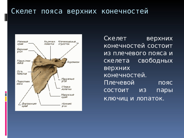 Скелет пояса верхних конечностей  Скелет верхних конечностей состоит из плечевого пояса и скелета свободных верхних конечностей. Плечевой пояс состоит из пары ключиц и лопаток.  