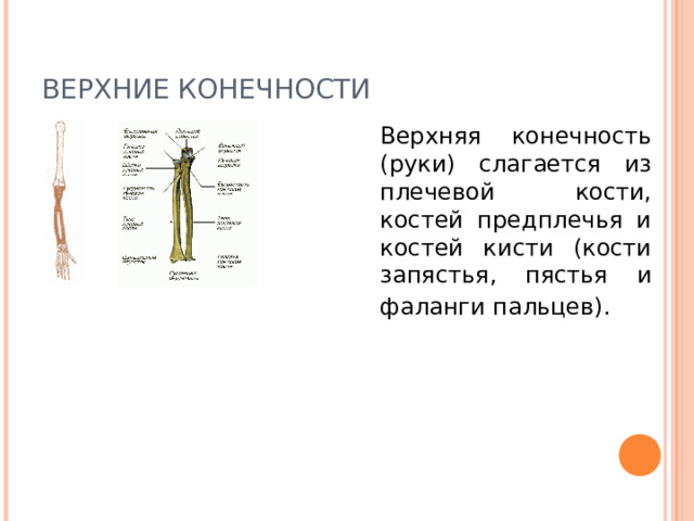 ВЕРХНИЕ КОНЕЧНОСТИ  Верхняя конечность (руки) слагается из плечевой кости, костей предплечья и костей кисти (кости запястья, пястья и фаланги пальцев).  