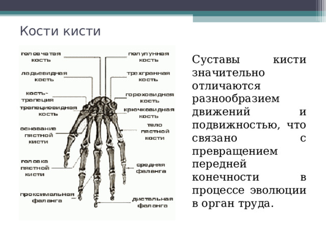 Кости кисти  Суставы кисти значительно отличаются разнообразием движений и подвижностью, что связано с превращением передней конечности в процессе эволюции в орган труда. 