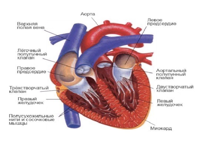 Строение сердца картинка