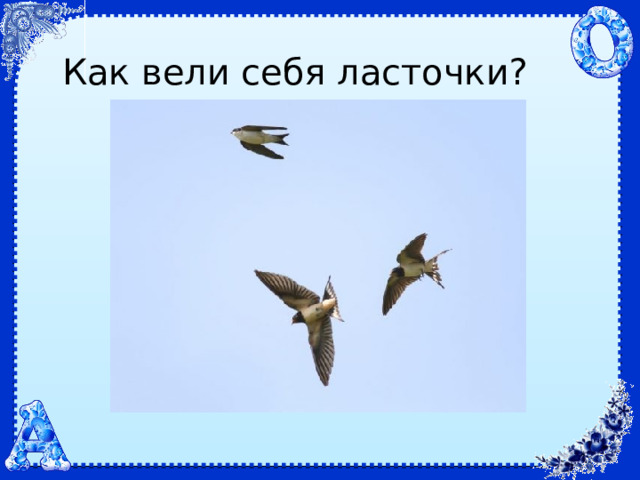 Как вели себя ласточки? 