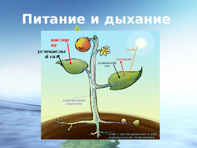 Питание и дыхание  кислород углекислый газ 