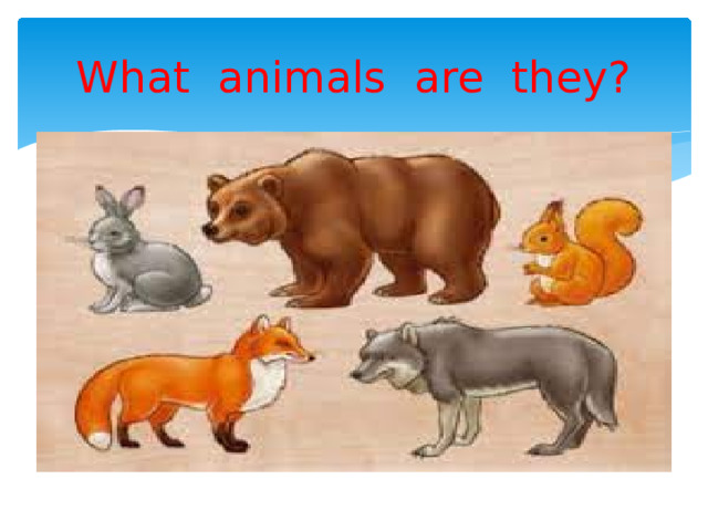 What animals are they? 