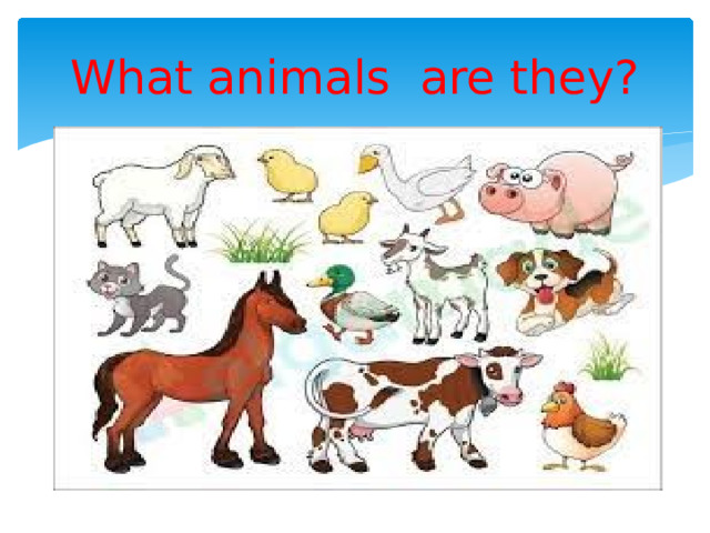 What animals are they? 