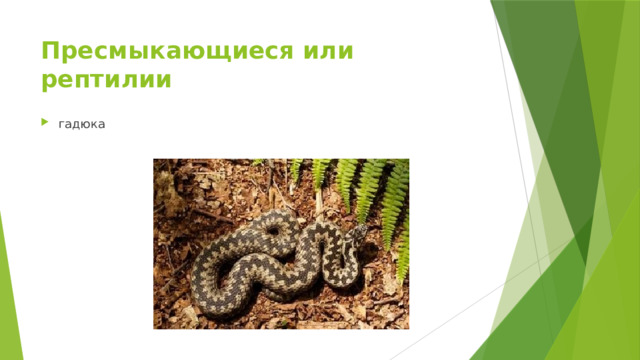 Пресмыкающиеся или рептилии гадюка 