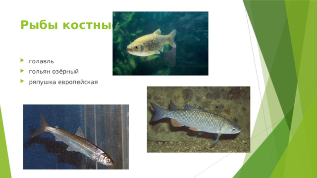 Рыбы костные голавль гольян озёрный ряпушка европейская 