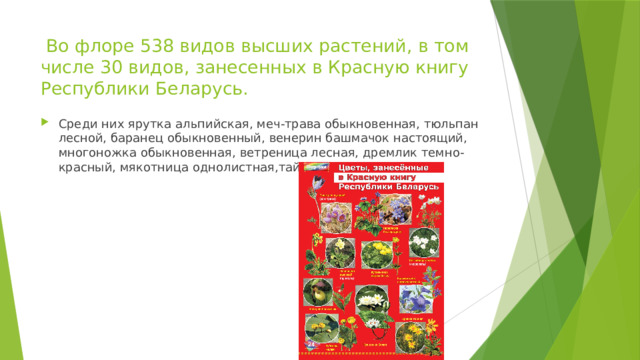   Во флоре 538 видов высших растений, в том числе 30 видов, занесенных в Красную книгу Республики Беларусь. Среди них ярутка альпийская, меч-трава обыкновенная, тюльпан лесной, баранец обыкновенный, венерин башмачок настоящий, многоножка обыкновенная, ветреница лесная, дремлик темно-красный, мякотница однолистная,тайник яйцевидный и др. 