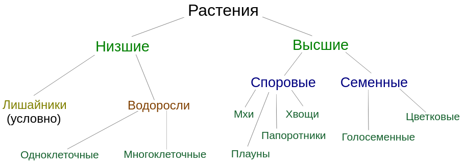 Тело низших растений: найдено 84 изображений