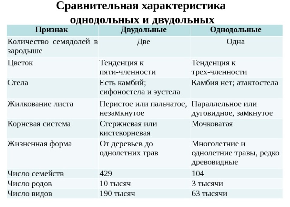 Класс однодольные и двудольные презентация 6 класс