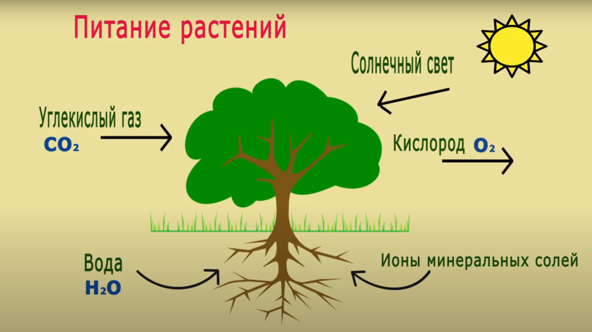 Роль фотосинтеза в атмосфере