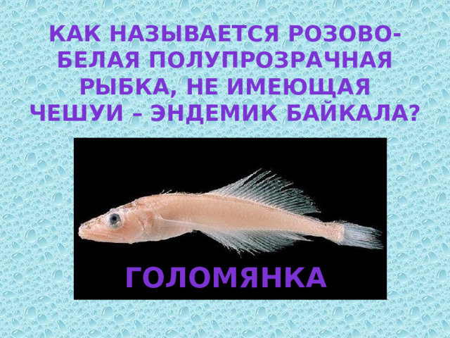 Как называется розово-белая полупрозрачная рыбка, не имеющая чешуи – эндемик байкала? Голомянка 