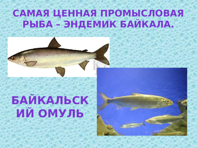 Самая ценная промысловая рыба – эндемик Байкала. Байкальский омуль 