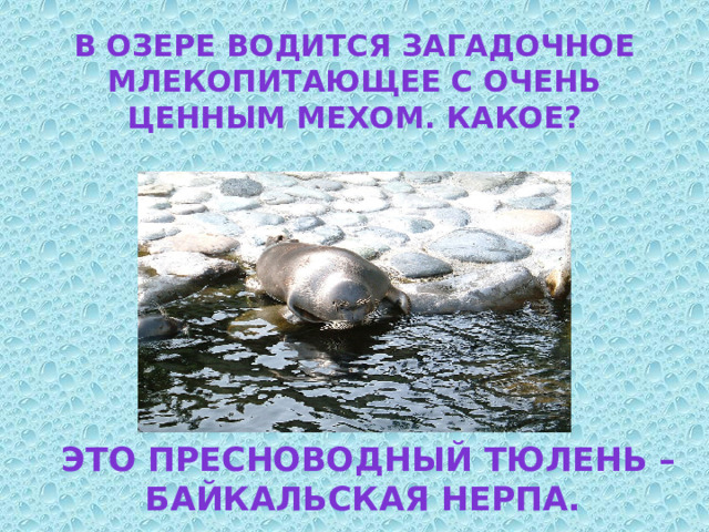 В озере водится загадочное млекопитающее с очень ценным мехом. Какое? Это пресноводный тюлень – байкальская нерпа. 