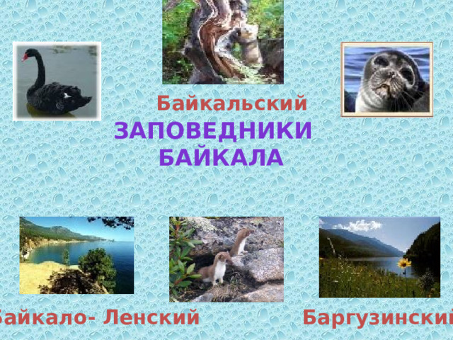 Байкальский Заповедники  Байкала Байкало- Ленский Баргузинский 