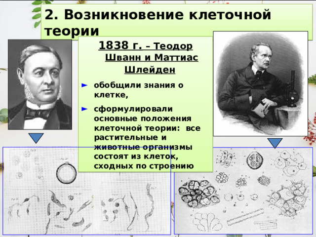 2. Возникновение клеточной теории 1838 г. – Теодор Шванн и Маттиас Шлейден  обобщили знания о клетке, сформулировали основные положения клеточной теории: все растительные и животные организмы состоят из клеток, сходных по строению 