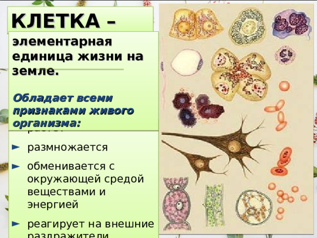 КЛЕТКА – элементарная единица жизни на земле.  Обладает всеми признаками живого организма: растет размножается обменивается с окружающей средой веществами и энергией реагирует на внешние раздражители 