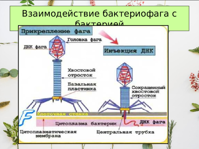 Взаимодействие бактериофага с бактерией 