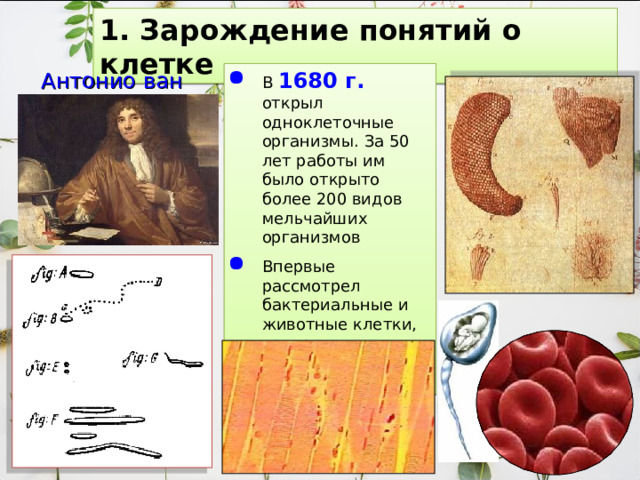 1. Зарождение понятий о клетке Антонио ван Левенгук В  1680 г.  открыл одноклеточные организмы. За 50 лет работы им было открыто более 200 видов мельчайших организмов Впервые рассмотрел бактериальные и животные клетки, эритроциты сперматозоиды, мышечную ткань 