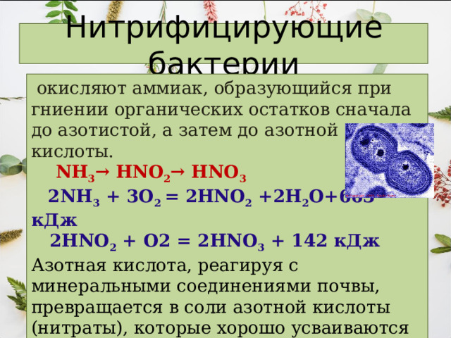 Нитрифицирующие бактерии  окисляют аммиак, образующийся при гниении органических остатков сначала до азотистой, а затем до азотной кислоты.   NH 3 → HNO 2 → HNO 3  2NH 3 + 3O 2 = 2HNO 2 +2H 2 O+663 кДж  2 HNO 2 + O2 = 2HNO 3 + 142 кДж Азотная кислота, реагируя с минеральными соединениями почвы, превращается в соли азотной кислоты (нитраты), которые хорошо усваиваются растениями. 