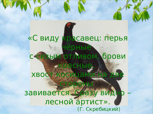 «С виду красавец: перья чёрные с сизым отливом, брови красные, хвост косицами на две стороны завивается. Сразу видно – лесной артист».  (Г. Скребицкий) 