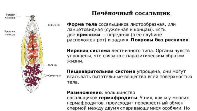 Нервная система лестничного типа у кого