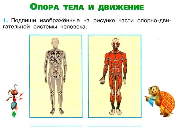 Осанка скелет и мышцы человека презентация 1 класс