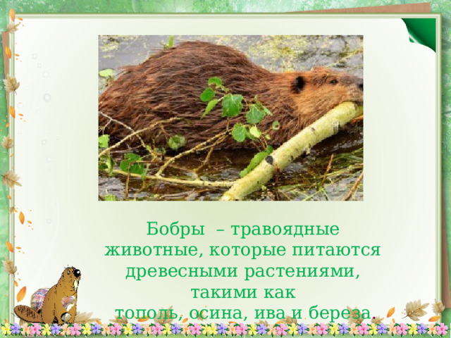 Бобры – травоядные животные, которые питаются древесными растениями, такими как  тополь, осина, ива и береза . 