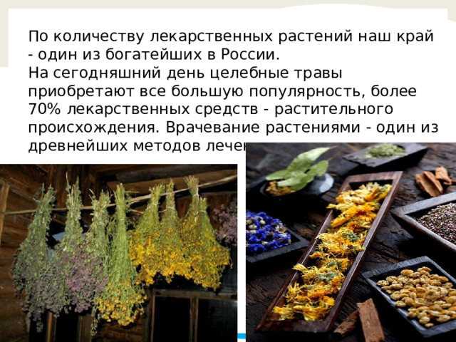 По количеству лекарственных растений наш край - один из богатейших в России. На сегодняшний день целебные травы приобретают все большую популярность, более 70% лекарственных средств - растительного происхождения. Врачевание растениями - один из древнейших методов лечения. 