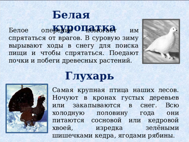 Белая куропатка Белое оперение помогает им спрятаться от врагов. В суровую зиму вырывают ходы в снегу для поиска пищи и чтобы спрятаться. Поедают почки и побеги древесных растений. Глухарь Самая крупная птица наших лесов. Ночуют в кронах густых деревьев или закапываются в снег. Всю холодную половину года они питаются сосновой или кедровой хвоей, изредка зелёными шишечками кедра, ягодами рябины. 
