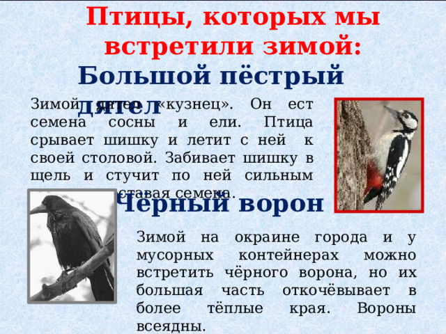 Птицы, которых мы встретили зимой: Большой пёстрый дятел Зимой дятел «кузнец». Он ест семена сосны и ели. Птица срывает шишку и летит с ней к своей столовой. Забивает шишку в щель и стучит по ней сильным клювом, доставая семена. Чёрный ворон Зимой на окраине города и у мусорных контейнерах можно встретить чёрного ворона, но их большая часть откочёвывает в более тёплые края. Вороны всеядны. 
