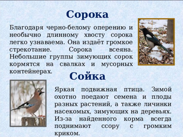 Сорока Благодаря черно-белому оперению и необычно длинному хвосту сорока легко узнаваема. Она издаёт громкое стрекотание. Сорока всеяна. Небольшие группы зимующих сорок кормятся на свалках и мусорных контейнерах. Сойка Яркая подвижная птица. Зимой охотно поедают семена и плоды разных растений, а также личинки насекомых, зимующих на деревьях. Из-за найденного корма всегда поднимают ссору с громким криком. 