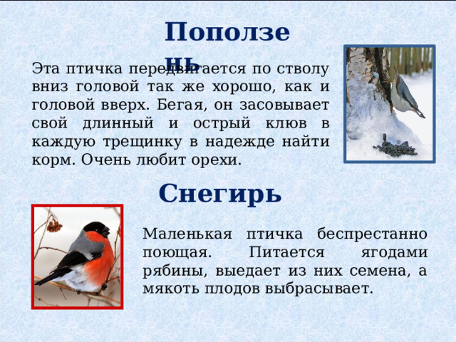 Поползень Эта птичка передвигается по стволу вниз головой так же хорошо, как и головой вверх. Бегая, он засовывает свой длинный и острый клюв в каждую трещинку в надежде найти корм. Очень любит орехи. Снегирь Маленькая птичка беспрестанно поющая. Питается ягодами рябины, выедает из них семена, а мякоть плодов выбрасывает. 